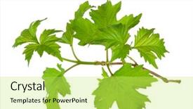  Presentation with branch - Colorful PPT theme enhanced with phatology - branch of the viburnum backdrop and a yellow colored foreground