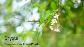  Presentation with spring tree - Presentation featuring phatology - fresh green leaves and flowers background and a  colored foreground