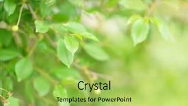  Presentation with spring tree - Presentation theme with phatology - fresh green leaves of cherry background and a  colored foreground