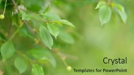  Presentation with spring tree - Slide set having phatology - fresh green leaves of cherry background and a  colored foreground