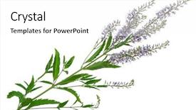  Presentation with flowers - PPT theme enhanced with phatology - speedwell flowers veronica longifolia background and a  colored foreground