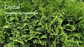  Presentation with natural - Beautiful presentation featuring phatology - thuja arbor vitae natural green backdrop and a tawny brown colored foreground