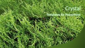  Presentation with india green natural - Slides having phatology - thuja arbor vitae natural green background and a  colored foreground