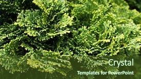  Presentation with india green natural - Slide deck with phatology - thuja arbor vitae natural green background and a tawny brown colored foreground