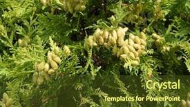  Presentation with green architecture natural marble - Audience pleasing slides consisting of phatology - thuja arborvitae natural green background backdrop and a tawny brown colored foreground