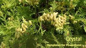  Presentation with india green natural - Cool new PPT layouts with phatology - thuja arborvitae natural green background backdrop and a tawny brown colored foreground