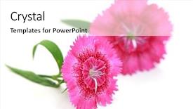  Presentation with blooming lotus flower of pink - Theme with phatology - two pink dianthus flowers isolated background and a  colored foreground