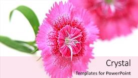  Presentation with purple orchids pink flowers orchid - Beautiful slide deck featuring phatology - two pink dianthus flowers backdrop and a  colored foreground