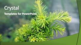  Presentation with growing tree - Colorful presentation design enhanced with phatology - yew tree growing branch backdrop and a ocean colored foreground