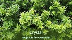  Presentation with growing tree - Beautiful theme featuring phatology - yew tree growing branches backdrop and a tawny brown colored foreground