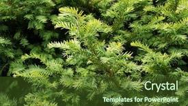  Presentation with growing tree - Slide set enhanced with phatology - yew tree growing branches background and a tawny brown colored foreground