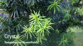  Presentation with growing tree - Colorful presentation theme enhanced with national wildlife refuge in virginia backdrop and a gray colored foreground.