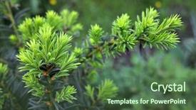  Presentation with growing tree - Colorful presentation theme enhanced with phatology - yew tree taxus cuspidata young backdrop and a ocean colored foreground