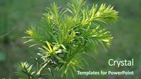  Presentation with growing tree - Beautiful slide deck featuring phatology - yew tree taxus cuspidata young backdrop and a tawny brown colored foreground
