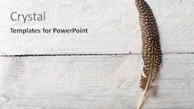  Presentation with feather - Slides featuring pheasant feather lying background and a white colored foreground