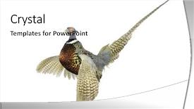 Presentation with wind energy close up portrait - Beautiful PPT layouts featuring pheasant with wings outspread crow backdrop and a white colored foreground