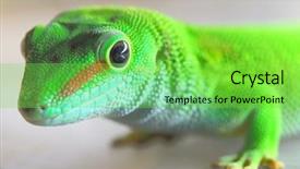  Presentation with patriotic or labor day - PPT theme having phelsuma madagascariensis is a species background and a seafoam green colored foreground