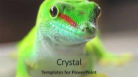  Presentation with focus - Slides enhanced with phelsuma madagascariensis is a species background and a seafoam green colored foreground