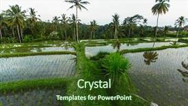  Presentation with rice fields - PPT theme consisting of philippines culture - green rice fields in bali background and a tawny brown colored foreground