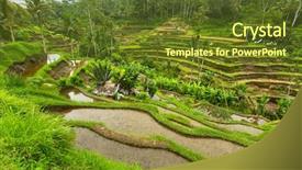  Presentation with bali culture - Audience pleasing theme consisting of philippines culture - green rice terraces in ubud backdrop and a tawny brown colored foreground