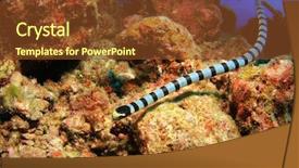  Presentation with sea - Beautiful theme featuring philippines environment - banded sea snake backdrop and a tawny brown colored foreground