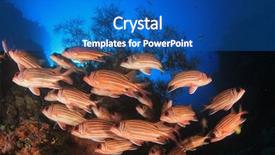  Presentation with tropical reef fish - PPT theme having philippines environment - fish school coral reef snapper background and a teal colored foreground