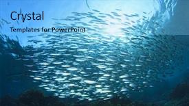  Presentation with philippines environment - Amazing slide deck having philippines environment - sardines school in ocean backdrop and a light blue colored foreground