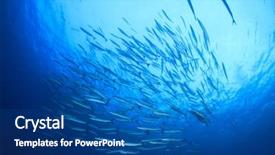 Presentation with tuna fish underwater in ocean - Presentation theme with philippines environment - school of barracuda fish background and a ocean colored foreground