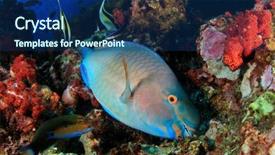  Presentation with coral reef - Slide deck having philippines environment - underwater coral reef background and a ocean colored foreground