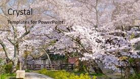  Presentation with philosopher - PPT theme with kyoto japan at philosopher's background and a mint green colored foreground