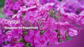  Presentation with crystal for drop of water on w - Cool new presentation theme with phlox flowers with water drops backdrop and a  colored foreground