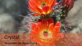  Presentation with wild flower - PPT theme enhanced with phoenix - beautiful blooming wild desert cactus background and a red colored foreground