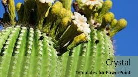  Presentation with cactus - Amazing presentation theme having phoenix - blossoming cactus backdrop and a yellow colored foreground