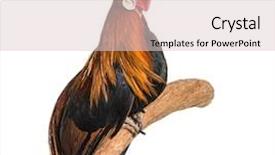  Presentation with phoenix - Presentation design with phoenix chicken a german breed background and a lemonade colored foreground