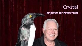  Presentation with pet - PPT theme having photo-booth-penguin-pet-penguin and a wine colored foreground