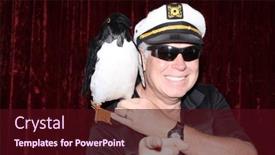  Presentation with pet - Presentation theme enhanced with photo-booth-penguin-pet-penguin background and a wine colored foreground