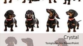  Presentation with photo collage - Cool new PPT theme with photo collage dachshund backdrop and a light gray colored foreground