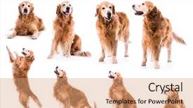  Presentation with photo collage - PPT layouts having photo collage golden retriever background and a coral colored foreground
