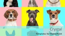  Presentation with photo collage - Presentation theme enhanced with photo-collage-of-adorable-dogs background and a  colored foreground