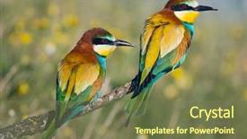  Presentation with pictures of birds - Colorful slides enhanced with photo of couple of birds backdrop and a violet colored foreground