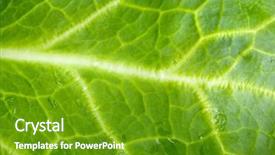  Presentation with lettuce - Cool new slide set with photo macro of leaf green lettuce and fresh backdrop and a tawny brown colored foreground