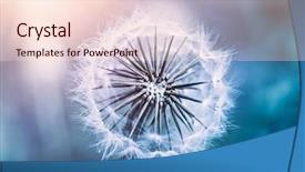  Presentation with forest morning - Audience pleasing slide set consisting of photo of a beautiful gentle backdrop and a lemonade colored foreground