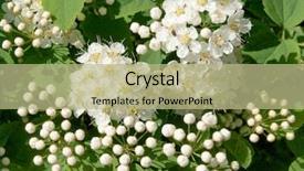  Presentation with jasmine flower - Beautiful presentation theme featuring photo of a blooming jasmine backdrop and a mint green colored foreground