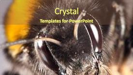  Presentation with bumblebee - Audience pleasing theme consisting of photo of a bumblebee close backdrop and a tawny brown colored foreground