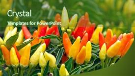  Presentation with chilli - Beautiful slide set featuring photo of a bush with heaps of ripe hot chilli peppers backdrop and a tawny brown colored foreground