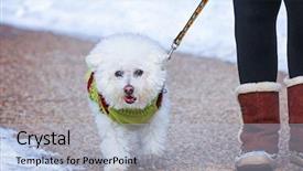  Presentation with part time job during studies - Theme consisting of photo of a dog walk background and a  colored foreground