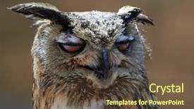  Presentation with photo - Colorful slide set enhanced with photo of a horned owl backdrop and a tawny brown colored foreground