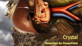  Presentation with anatomy pancreas - Theme having photo of a human pancreas background and a tawny brown colored foreground