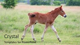  Presentation with pasture - Colorful PPT theme enhanced with photo of a lovely young brown horse on pasture backdrop and a mint green colored foreground