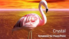  Presentation with flamingo - Audience pleasing slides consisting of photo of a pink flamingo backdrop and a tawny brown colored foreground